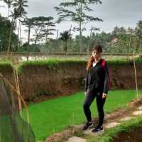 Rice Terraces