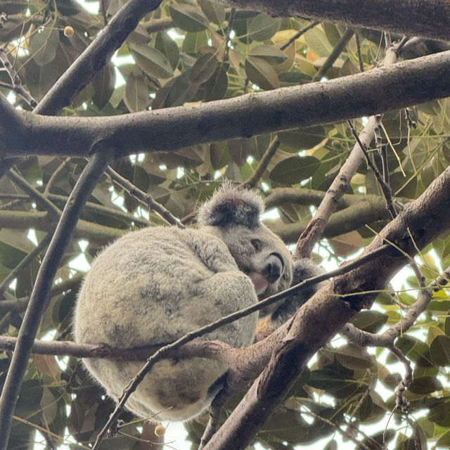 悉尼親親無尾熊🐨親親袋鼠🦘（費瑟戴爾野生動物園）