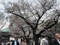 🌸 千島淵公園 - 桜の絶景が広がる春の楽園*🌸