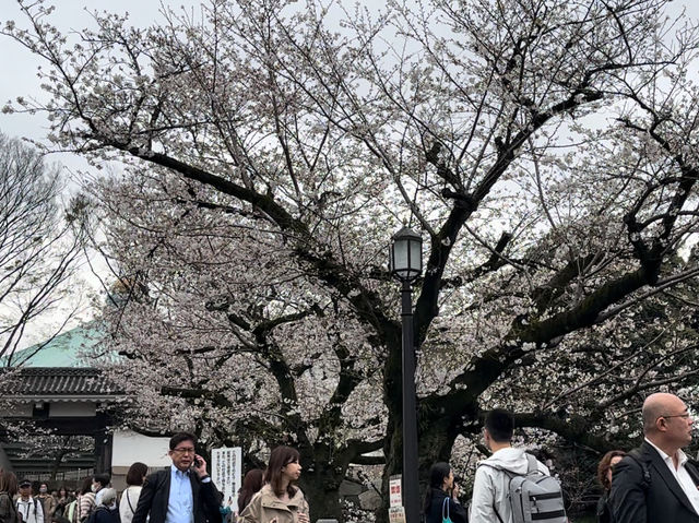 🌸 千島淵公園 - 桜の絶景が広がる春の楽園*🌸