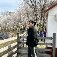 예쁜 꽃과 호수가 인상깊었던 이천 설봉공원🏞️