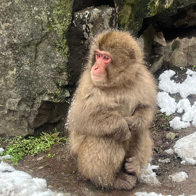 Jigokudani (Snow) Monkey Park ดูน้องลิงแช่ออนเซ็น🐵