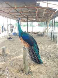 Taman Agrovet Perlis