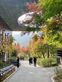 🌳🏠사진명소 곤지암 화담숲 가을에 추천해요💛