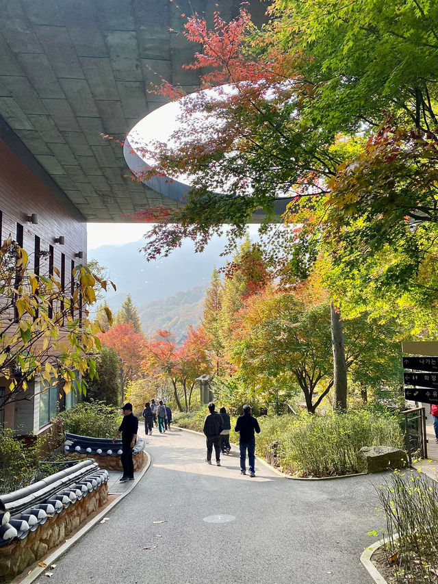 🌳🏠사진명소 곤지암 화담숲 가을에 추천해요💛