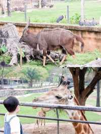 สวนสัตว์เปิดเขาเขียว จ.ชลบุรี 🦒🐘🌳 