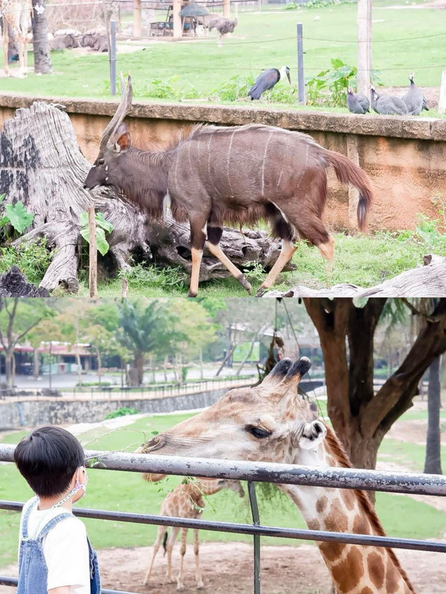 สวนสัตว์เปิดเขาเขียว จ.ชลบุรี 🦒🐘🌳 