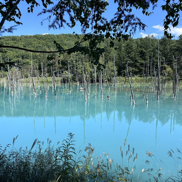 最純粹的藍，北海道的絕美幻境：青池