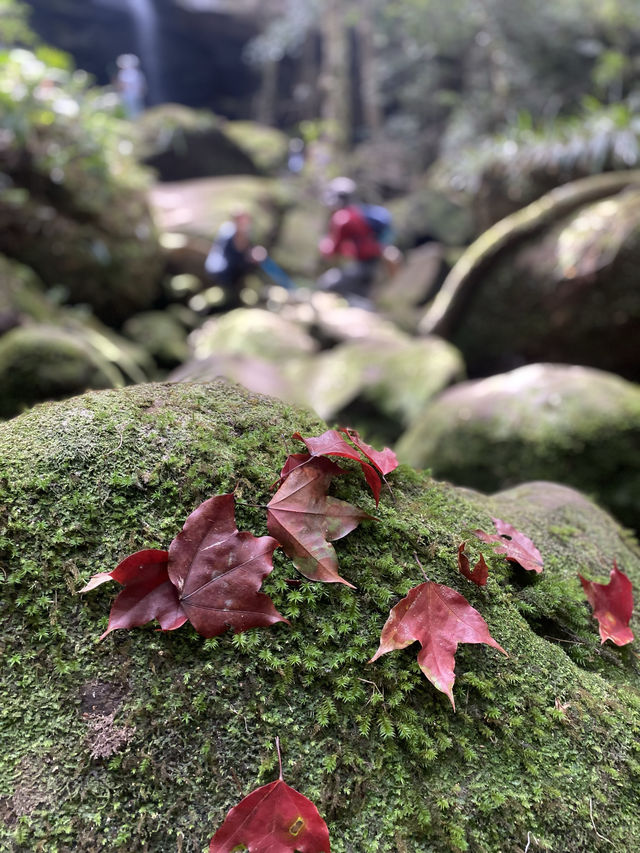 เดินป่าที่ภูกระดึง | จ.เลย 🚶🏻🌿🌳🥾