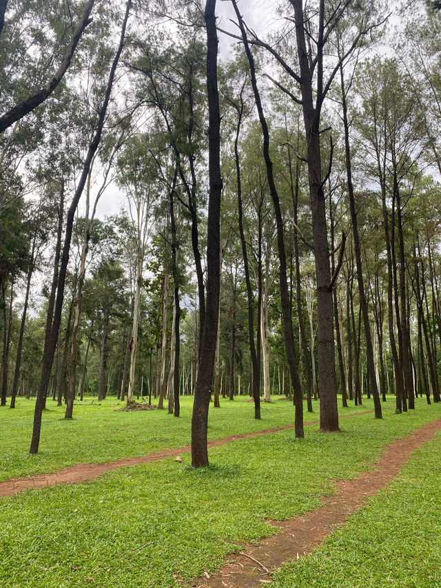 สวนสนแม่แตง | จ.เชียงใหม่ 🌲🪵🍃🌦️