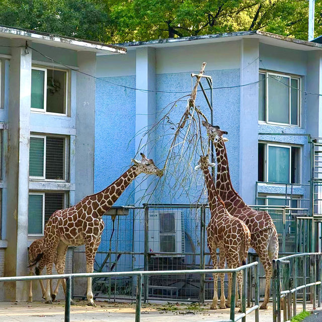 🌎廣州動物園～可愛動物世界🌎