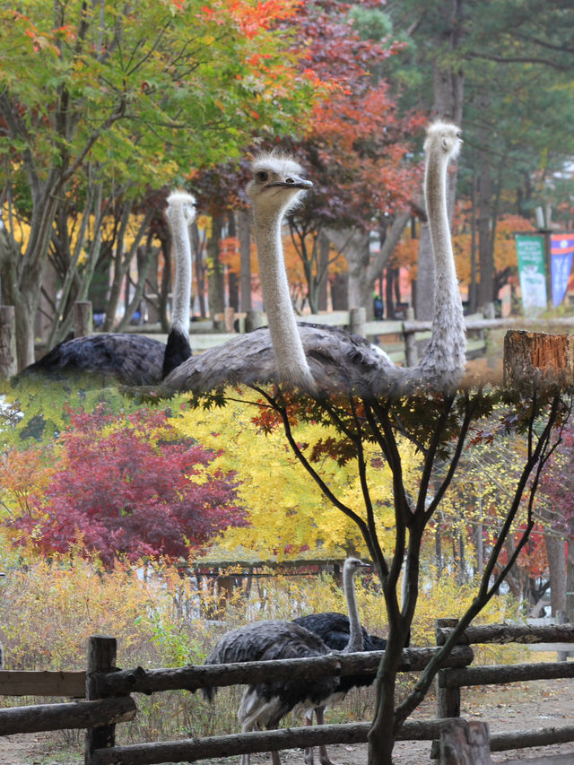 Essential Travel Checklist for an Autumn Adventure to Nami Island