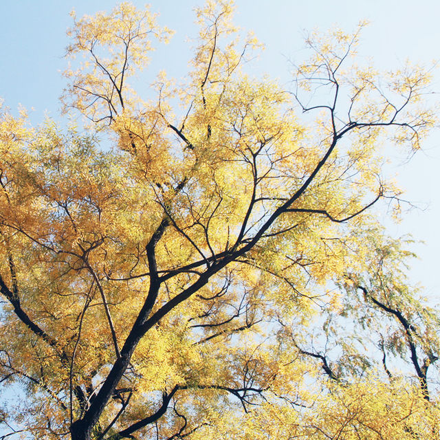 Colorful Autumn Of Gyeongbokgung Palace In Seoul 