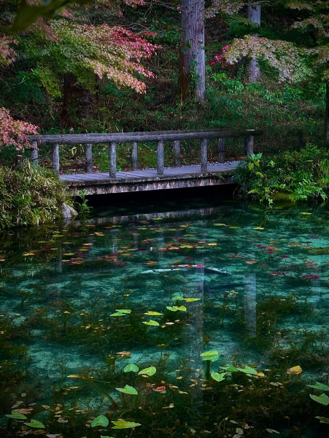 【岐阜】世界に誇る美しすぎる池✨一生に一度は観たいモネの池の透明度が異次元⚠️