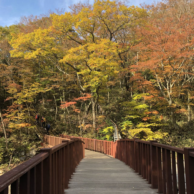 Autumn Awaits: Discover Eorimok Valley in Full Color 🍁🇰🇷