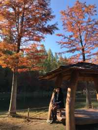 Damyang Metasequoia-lined road is very picturesque in autumn