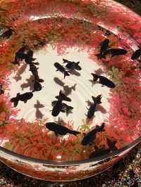 金魚×光・音・香が織りなす芸術