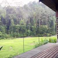  Exploring the Borneo Rainforest: A Journey into Nature's Wonderland
