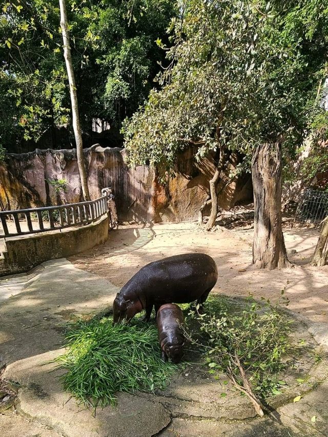 สวนสัตว์เปิดเขาเขียว
