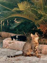 【モンテネグロ🇲🇪】コトルは猫の街🐈🐈‍⬛🐈🐾