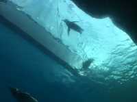 【上越市】絶景オーシャンビューが見れる水族館🐬