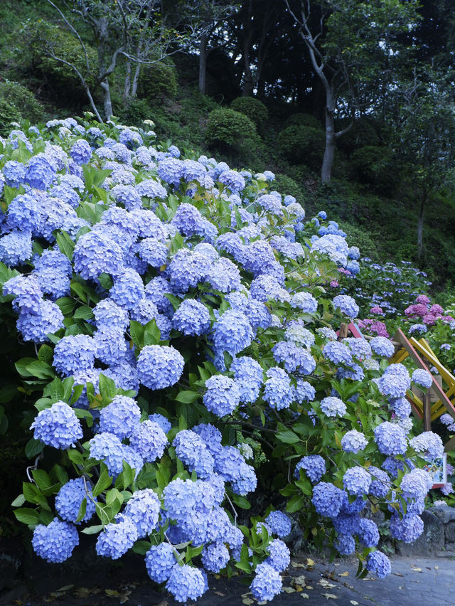 六月限定：日本最大繡球花海