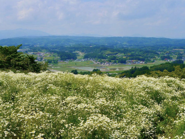 【宮城】ざおうハーブ🌿