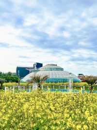 서해바다가 코앞인 유채꽃밭🌼