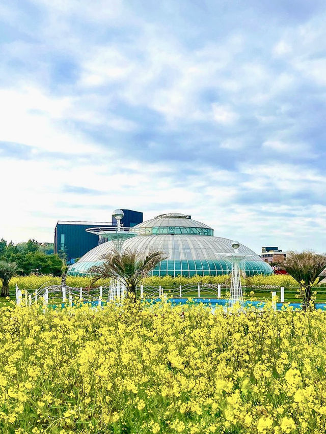 서해바다가 코앞인 유채꽃밭🌼