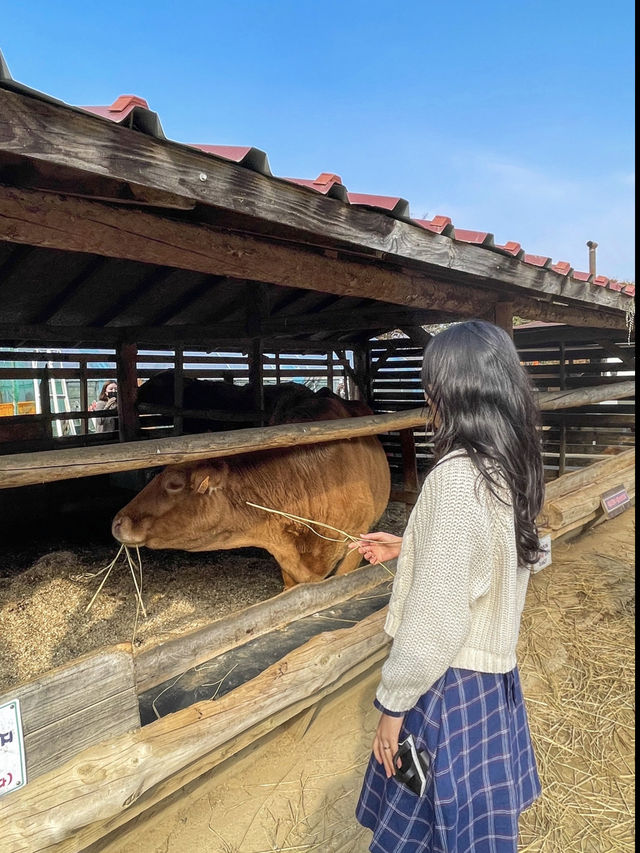 동물 먹이주기 체험 가능한 춘천목장!