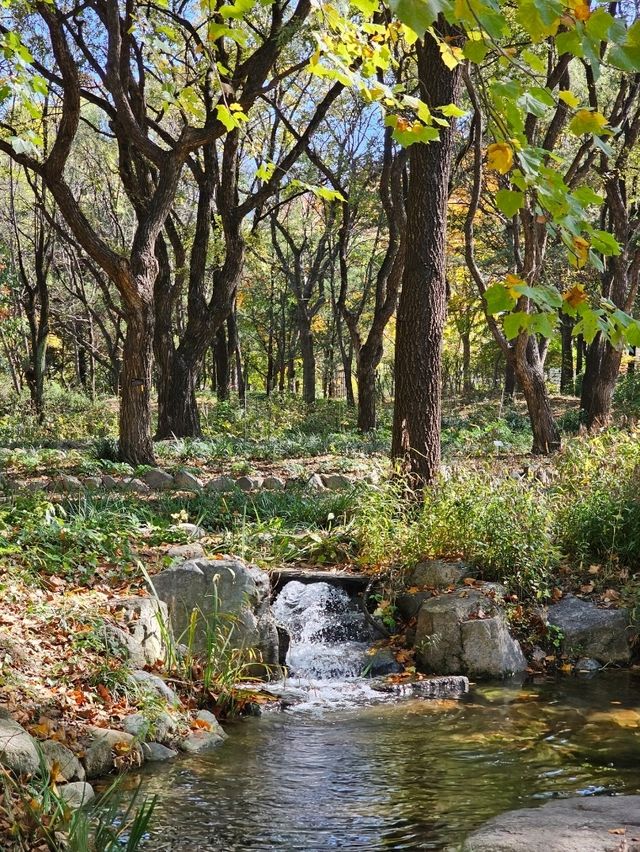 가을 🍂 이맘때쯤 대구에서 열리는 국화축제