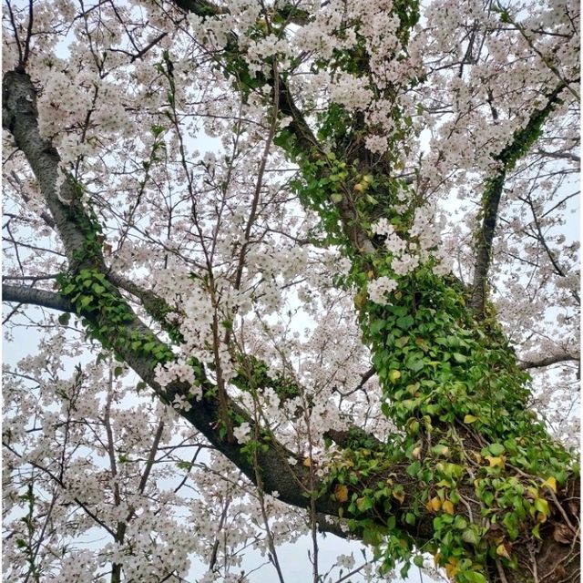 Cherry Blossom along the River