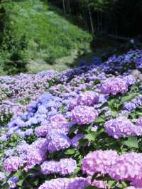名古屋愛知縣：紫陽花之里
