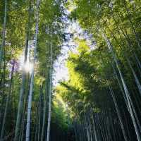 Lost in Arashiyama’s Magical Bamboo Forest!