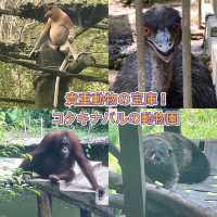 【コタキナバル🇲🇾】テングザル！オランウータン！貴重動物目白押し⭐️