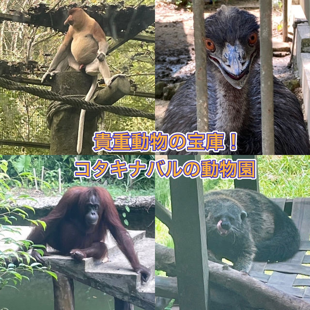 【コタキナバル🇲🇾】テングザル！オランウータン！貴重動物目白押し⭐️