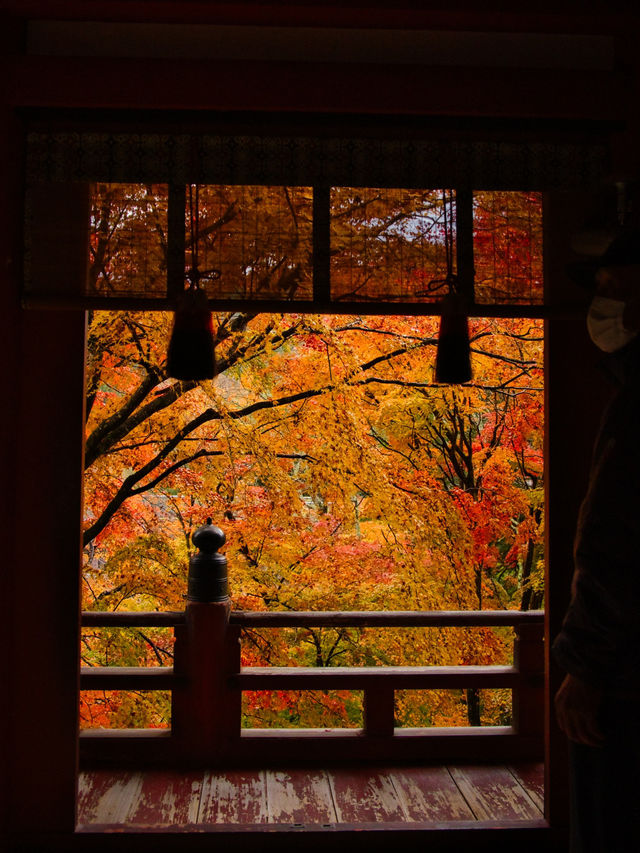 【ここ行って】飛鳥時代からの歴史が残る文化と紅葉の融合✨ここでしかできない体験情報付💡 