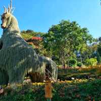 อัพเดท สวนดอกไม้เมืองหนาว ดอยตุง เชียงราย