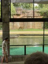 동물들을 가깝게 만나볼 수 있는 호주 브리즈번의 Australia Zoo