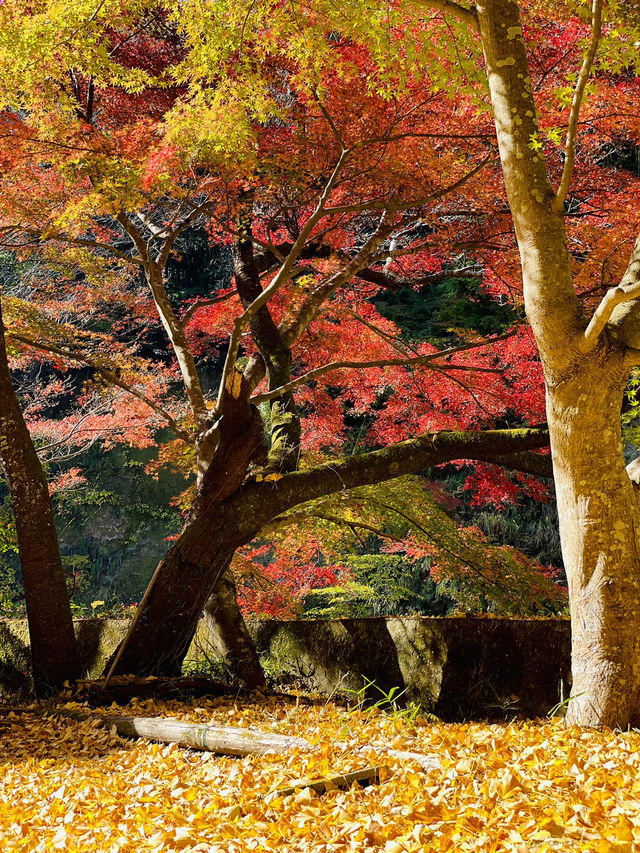 【千葉×紅葉🍁】水面に映し出される紅葉と湾曲した赤い橋