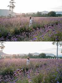 ไปนอนเต็นท์สุดชิค ท่ามกลางขุนเขาและดอกไม้⛺️🌸