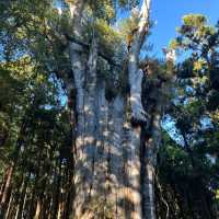 Explore the magical Alishan, Taiwan