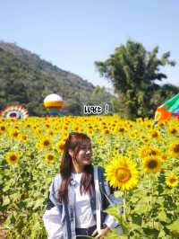 ทานตะวันบานแล้วจ้าาาา 🌻