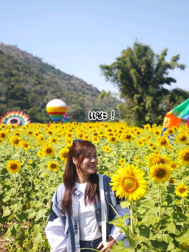 ทานตะวันบานแล้วจ้าาาา 🌻
