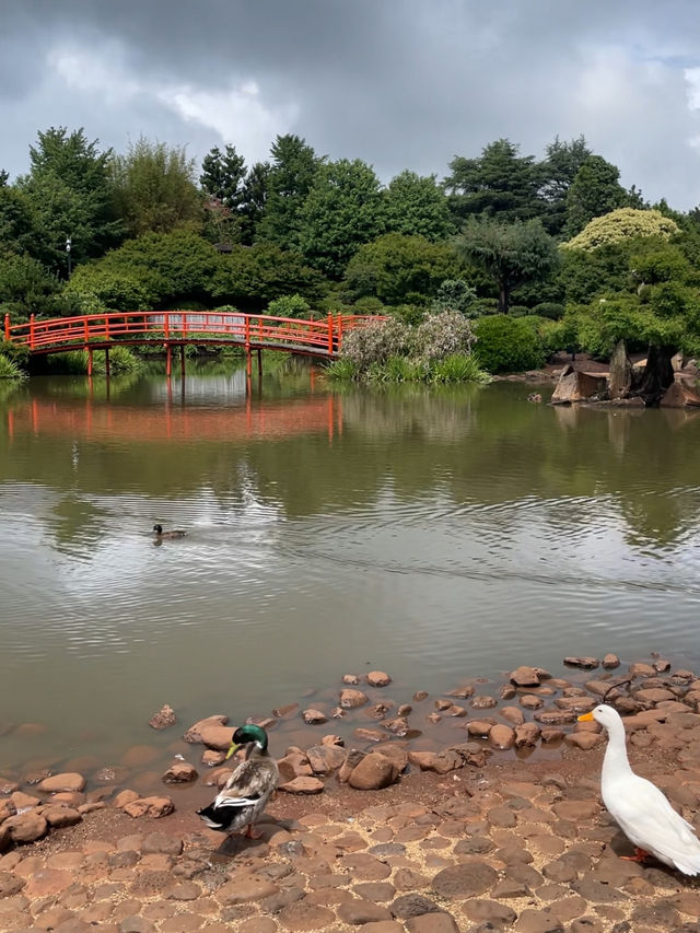 癒しのひととき：Toowoomba日本庭園散策