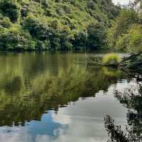 Zealandia Te Māra a Tāne: A Conservation Triumph