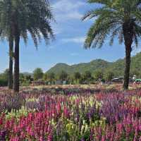 🇯🇵 Hokkaido Flower Park Khaoyai 🇯🇵