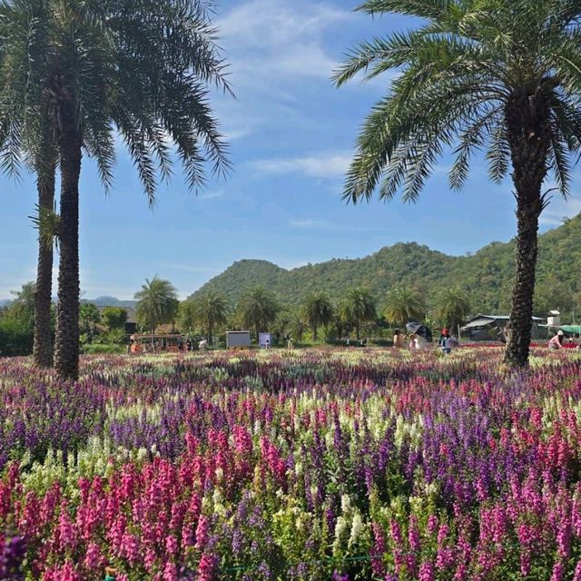🇯🇵 Hokkaido Flower Park Khaoyai 🇯🇵