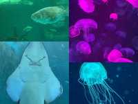 Bangsaen Aquarium: ดินแดนใต้ท้องทะเล 🐠