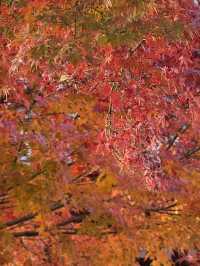 Splendid autumn leaves🍁
